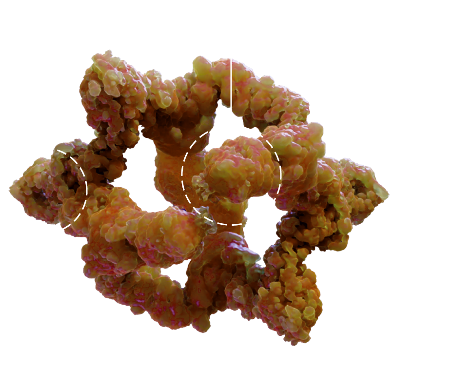 GATOR2 structure with highlighted nutrient-sensing features